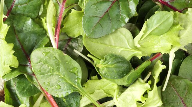 Background of mixed green salad leaves with spinach and chard rotating, covered with water drops.