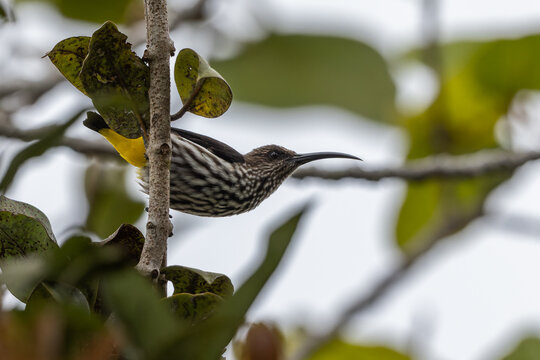 Whitehead's Spiderhunter bird endemic of borneo bird.