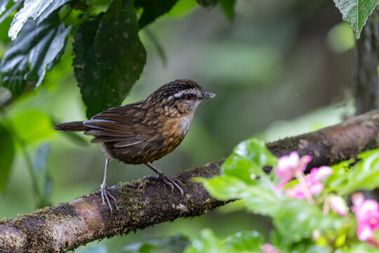 Nature wildlife image of Mountain Wren Babbler taken at Sabah, Borneo