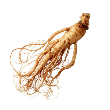 A ginseng root with long thin tendrils