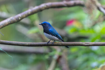 Obraz premium Blue-and-white Flycatcher, Japanese Flycatcher male blue and white color perched on a tree