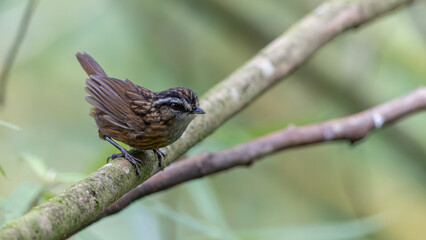 Nature wildlife image of Mountain Wren Babbler taken at Sabah, Borneo