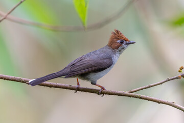 Obraz premium Nature wildlife endemic bird of borneo Chestnut Crested Yuhina on perch at Sabah, Borneo