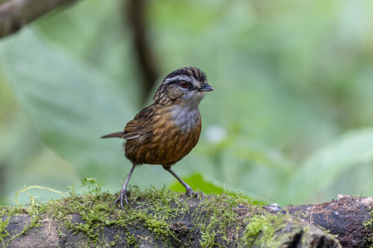 Nature wildlife image of Mountain Wren Babbler taken at Sabah, Borneo