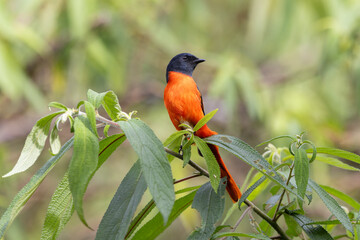 Grey-chinned minivet displaying its vibrant plumage while perched on a branch