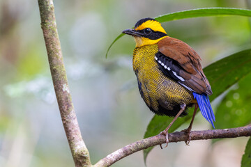 Fototapeta premium Bornean Banded Pitta (Pitta schwaneri) in its lush rainforest habitat and making it a true jewel of the Bornean rainforests.