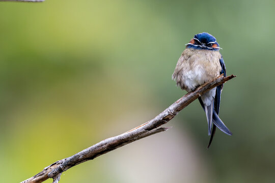 Whiskered treeswift fluffy bird with a striking blue crest perches on a weathered branch.