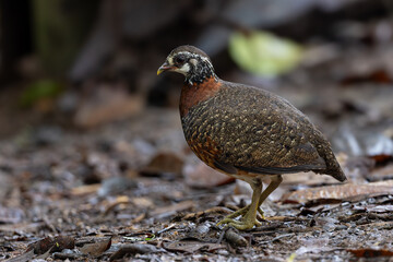 Fototapeta premium Sabah partridge perched on a fallen tree trunk, showcasing its distinctive markings and reddish-brown breast