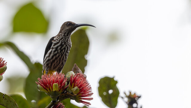 Whitehead's Spiderhunter bird endemic of borneo bird.