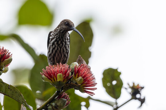 Whitehead's Spiderhunter bird endemic of borneo bird.