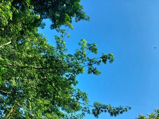 Fototapeta premium free space trees with sky for background 