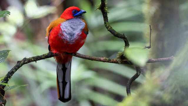 Nature wildlife of Whitehead's Trogon bird endemic of Borneo perching on a branch in a green forest