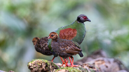 Crested Partridge (Rollulus rouloul) foraging on the forest floor. Native to Southeast Asia, it is noted for its red crest, iridescent plumage, and role as a seed disperser