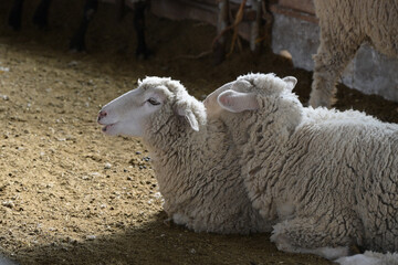 寄り添う可愛い羊の年賀状素材