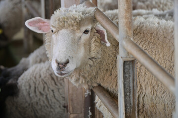 カメラ目線の羊「未年」