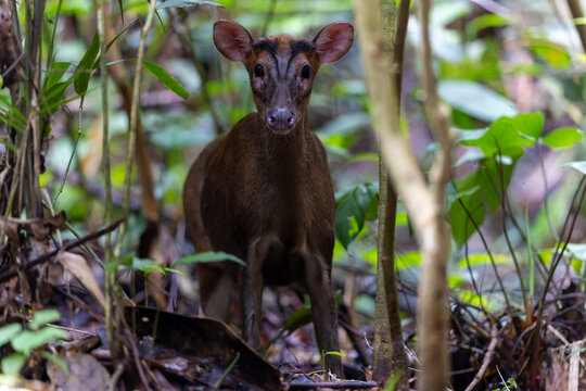 Nature wildlife image of Red Muntjac or barking deer (multiacus muntjak) taken at Trusmadi Deep rainforest jungle, Tambunan, Sabah, Malaysia