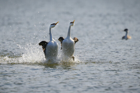 Western Grebes Dancing in the Water