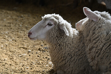 かわいい羊の顔