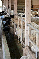 たくさんの家畜の羊たち