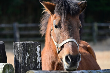 かっこいい馬のアップ