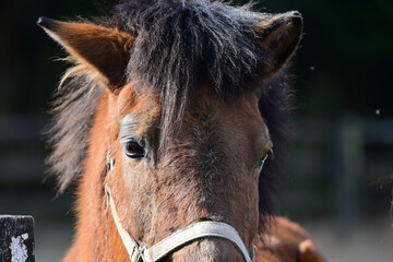 正面を向くかわいい馬の顔