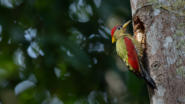 Crimson-winged woodpeckers perched on a weathered tree trunk, showcasing their vibrant plumage against the natural backdrop.