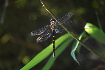枝につくオニヤンマ © yamasan