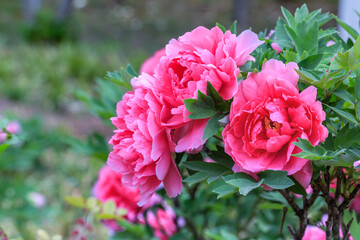 Fototapeta premium Blossoming Pink Peonies in Garden