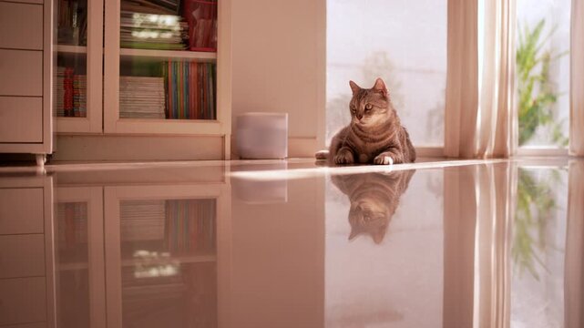 Fat American Shorthair cat relaxing by glass door and ignoring a small ball thrown at it in sunlit white living room