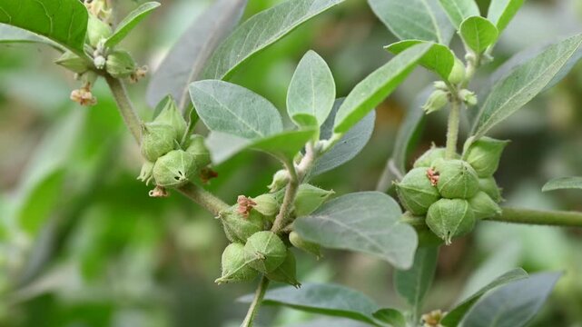 Ashwagandha green plants in the garden. Withania somnifera Leaves. Winter cherry, Poison gooseberry, or Indian ginseng. Best Medicinal, herb