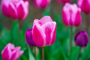 Fototapeta premium Tulips with spring background. Tulips blooming in spring. Delicate tulip petals. Tulips in nature. Floral background with tulips.