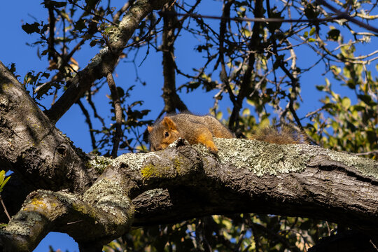 lazy squirrel lying on the branch 