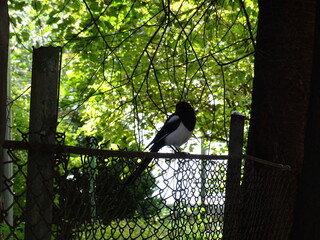 Fototapeta premium silhouette of a man sitting on a fence