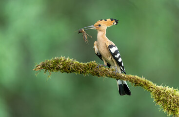 Obraz premium Eurasian hoopoe bird in early morning light ( Upupa epops )
