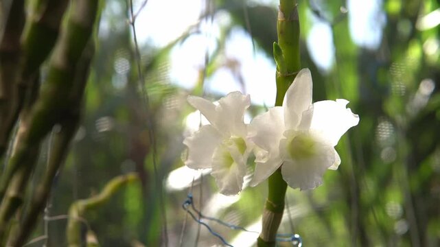 Orqu&iacute;dea Dendrobium nobile color blanco
