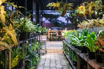Lush green plants arranged on wooden shelves inside a cozy garden center nursery, featuring a stone walkway and warm evening lighting that creates a peaceful atmosphere for nature enthusiasts.