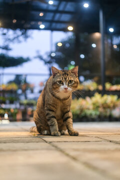 Chubby tabby cat photographed at dusk, surrounded by warm orange street lights, creating a cozy urban evening mood with soft bokeh and calm nighttime atmosphere.