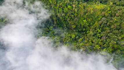Stunning natural scenery: forests and morning mist in Thailand.
