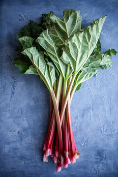 Fresh rhubarb stalks with green leaves on blue background