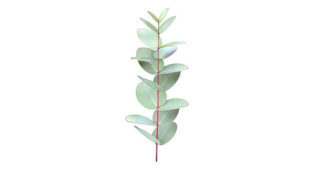 Eucalyptus branch with oval green leaves