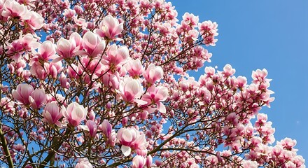 Magnolia tree in full bloom against a clear blue sky.