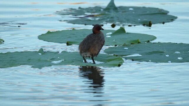 Little Grebe Preening on Water Lily Leaf Before Swimming in Calm Pond
