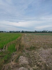 Obraz premium Rural agricultural landscape with rice field and dry farmland under cloudy blue sky