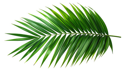 Obraz premium A vibrant, detailed depiction of a lush, isolated palm frond