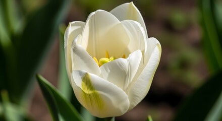 Close-up of a beautiful white tulip in full bloom.