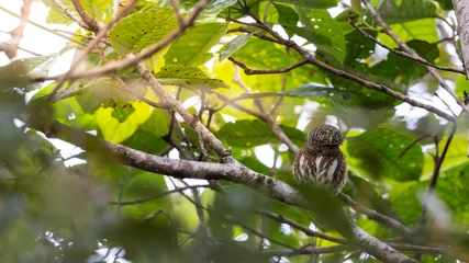 Fototapeten Eule Sunda owlet (Taenioptynx sylvaticus) is a small owl from Borneo and Sumatra  © alenthien