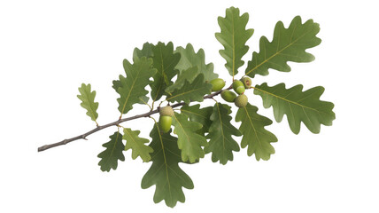 Fototapeta premium Oak branch with green leaves and acorns isolated on a transparent background