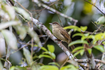 Obraz premium Charlotte's Bulbul perched on a branch, showcasing its soft, olive-brown plumage and distinctive features, including a bright yellow vent and a subtle crest.