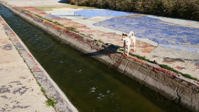 Dog watching a water canal, Elche, Spain