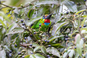 Colorful shot of a Red-throated barbet perched on a tree branch